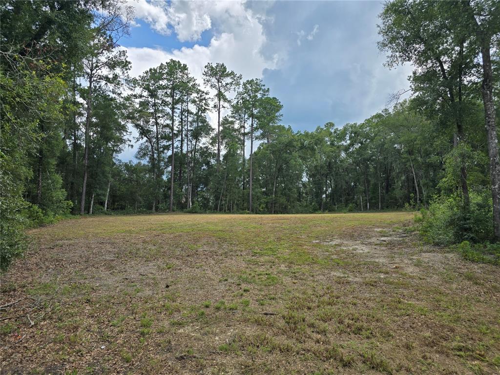 A cleared, grassy lot surrounded by a dense forest of tall pine and hardwood trees — 1003 SW 175TH COURT, NEWBERRY, FL