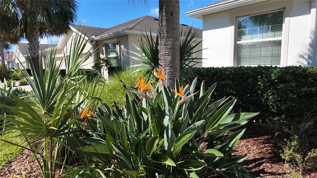 A Bird of Paradise plant blooms in front of a house with a palm tree — 7690 TIMBERVIEW LOOP, WESLEY CHAPEL, FL