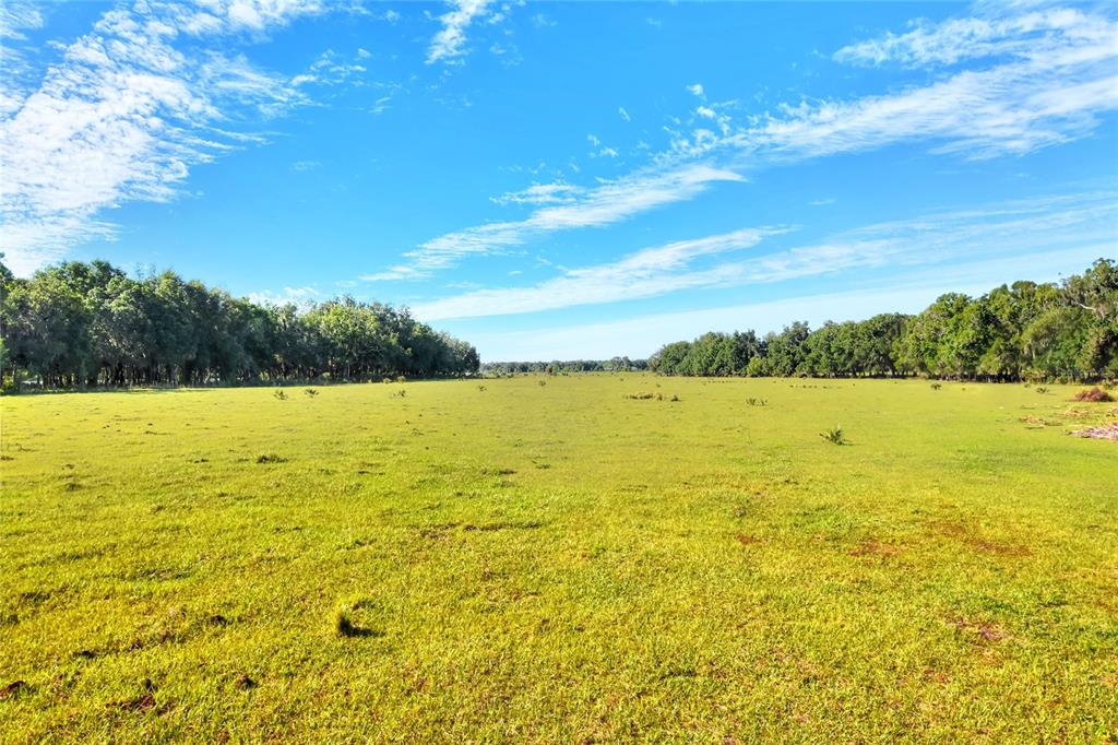A wide, grassy field is bordered by dense lines of trees under a blue sky — 18100 DORMAN ROAD, LITHIA, FL