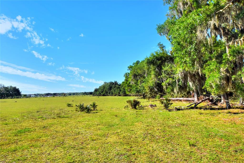 A grassy field stretches toward a line of trees draped in Spanish moss — 18100 DORMAN ROAD, LITHIA, FL