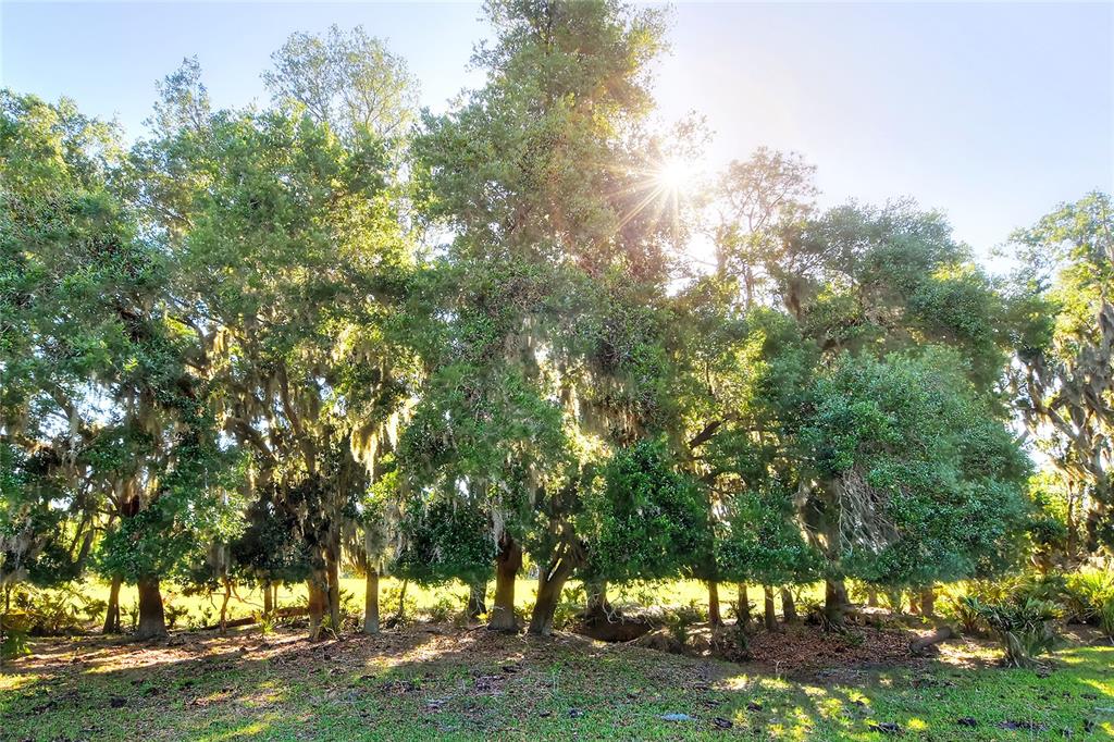 A row of large, moss-draped oak trees stands in a grassy, sunlit outdoor area — 18100 DORMAN ROAD, LITHIA, FL