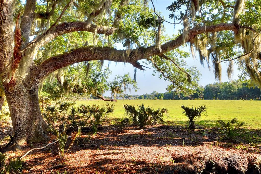 A large, moss-draped oak tree stands in the foreground overlooking a wide, open grassy field — 18100 DORMAN ROAD, LITHIA, FL