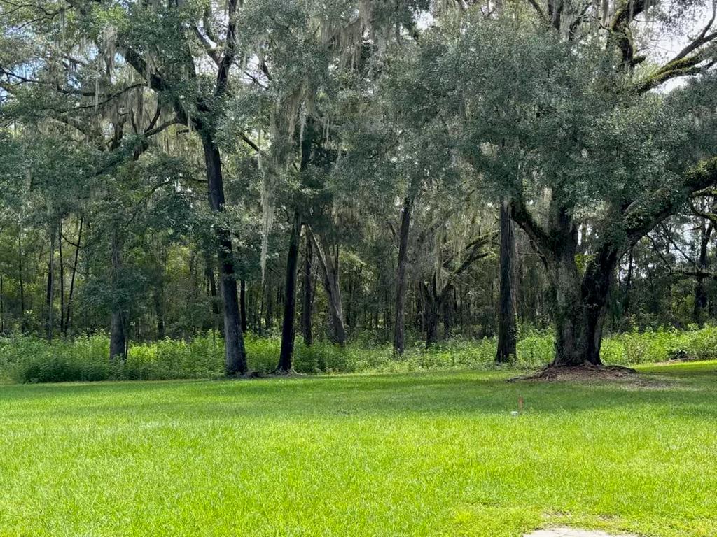 A grassy lawn leads to a dense forest of mature trees draped in Spanish moss — 12125 NW 100TH STREET, OCALA, FL