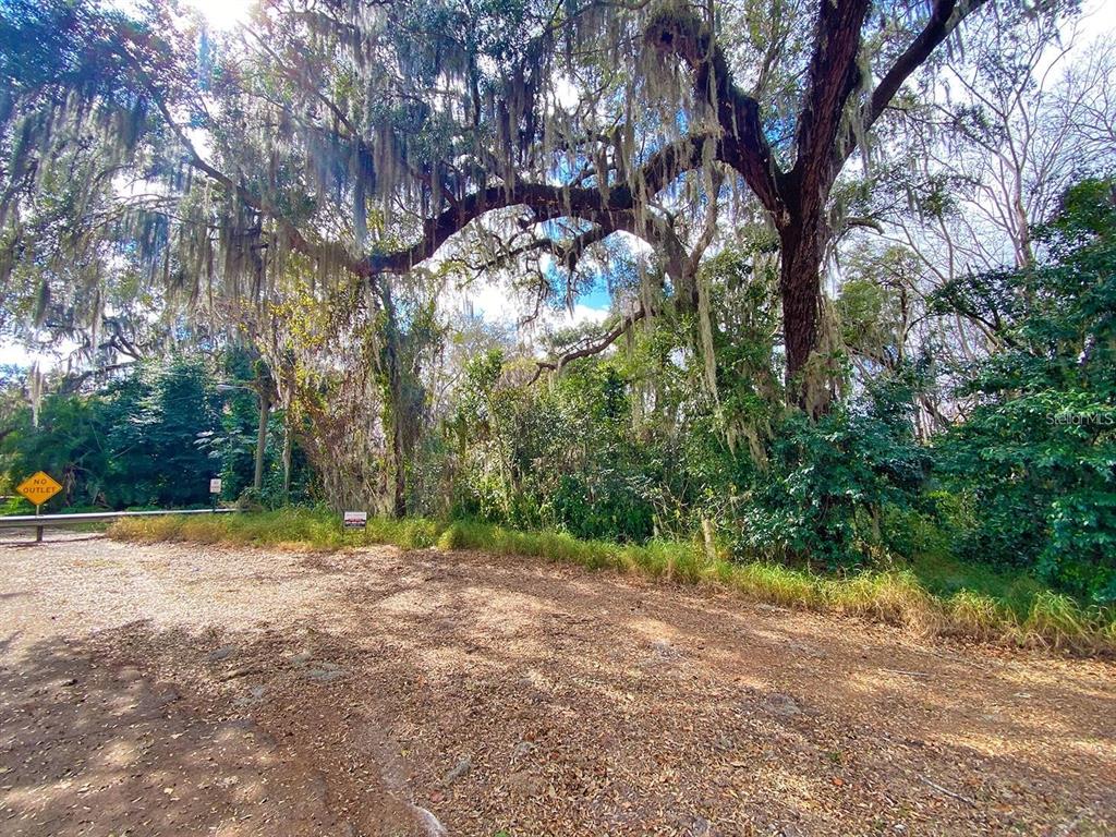 A dirt clearing sits in front of a dense, moss-draped forest with a no-outlet sign — 3RD ST, MONTVERDE, FL