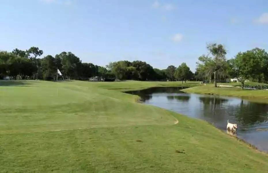 A dog stands in a pond beside a green golf course fairway under a blue sky — 3601 MIDIRON DRIVE, WINTER PARK, FL
