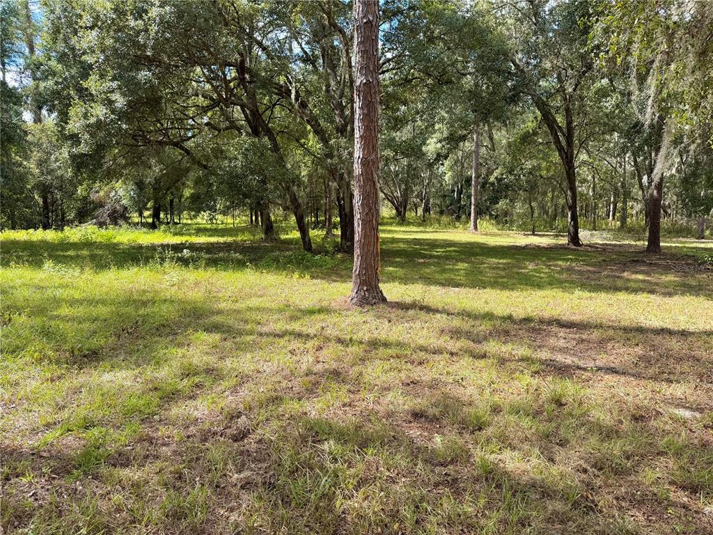 A grassy, wooded lot features a large pine tree in the foreground — BONSMARA DRIVE, GROVELAND, FL