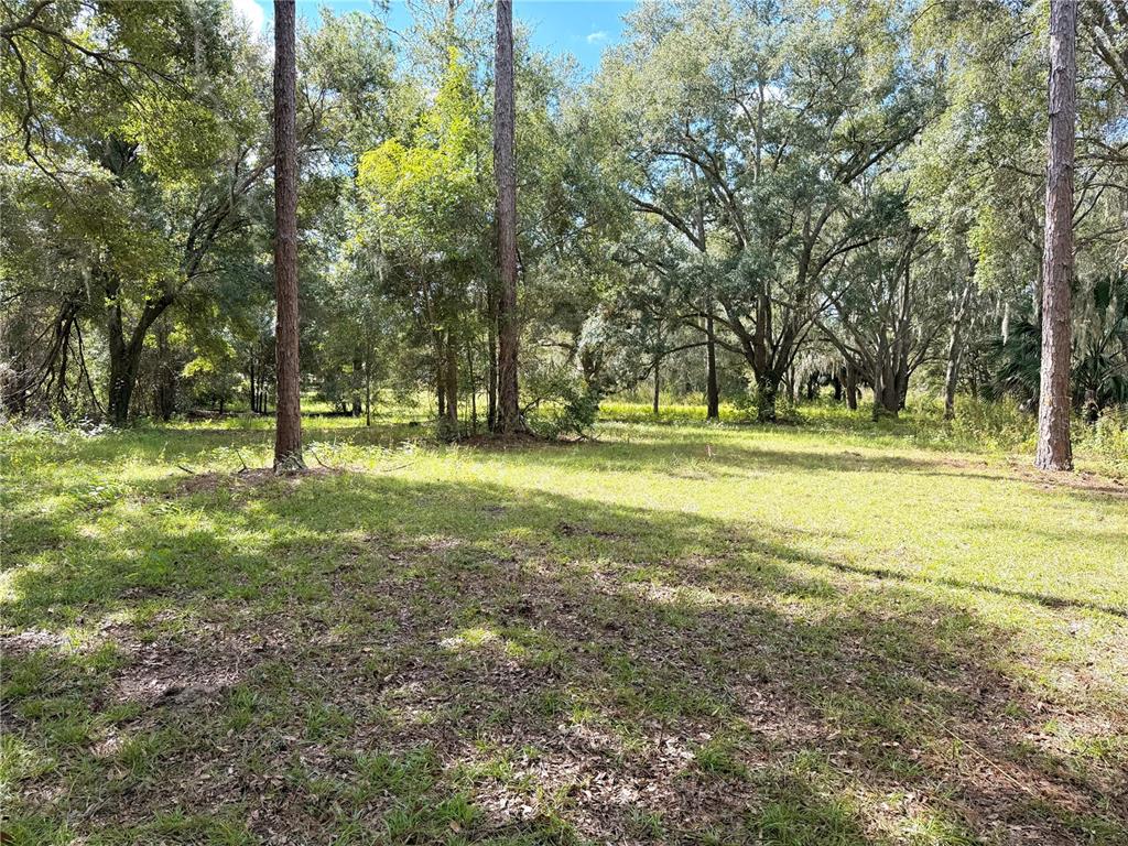 A grassy, sunlit lot is surrounded by tall pine and oak trees — BONSMARA DRIVE, GROVELAND, FL