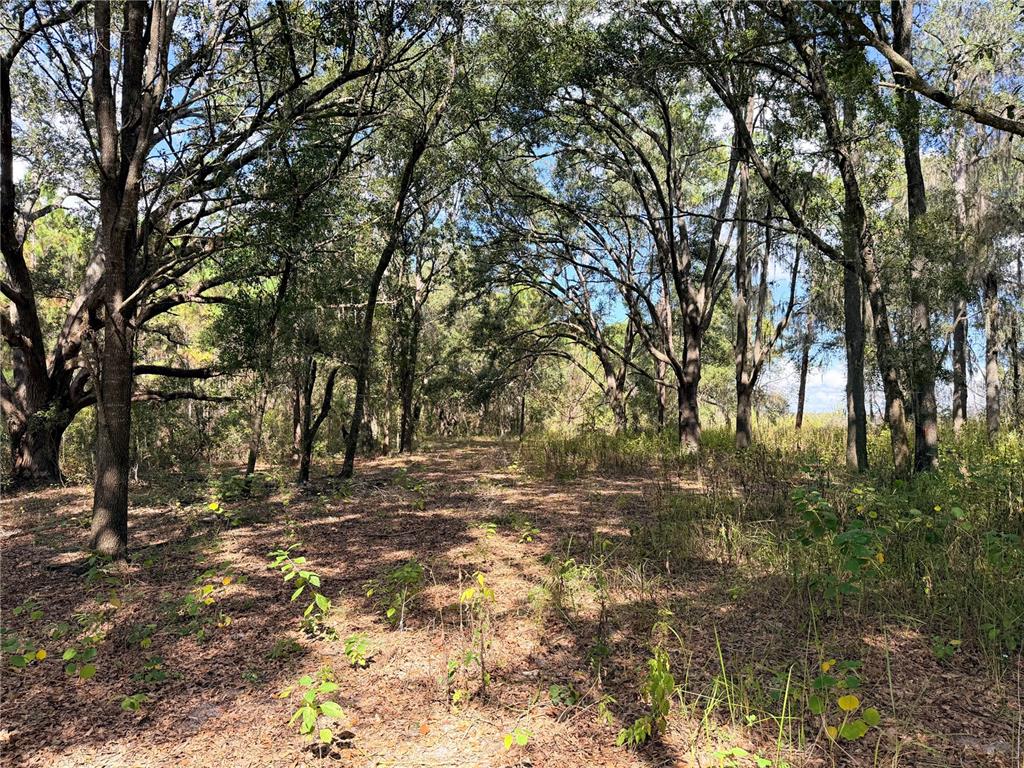 A wooded lot features a path through mature trees and scattered ground vegetation — BONSMARA DRIVE, GROVELAND, FL