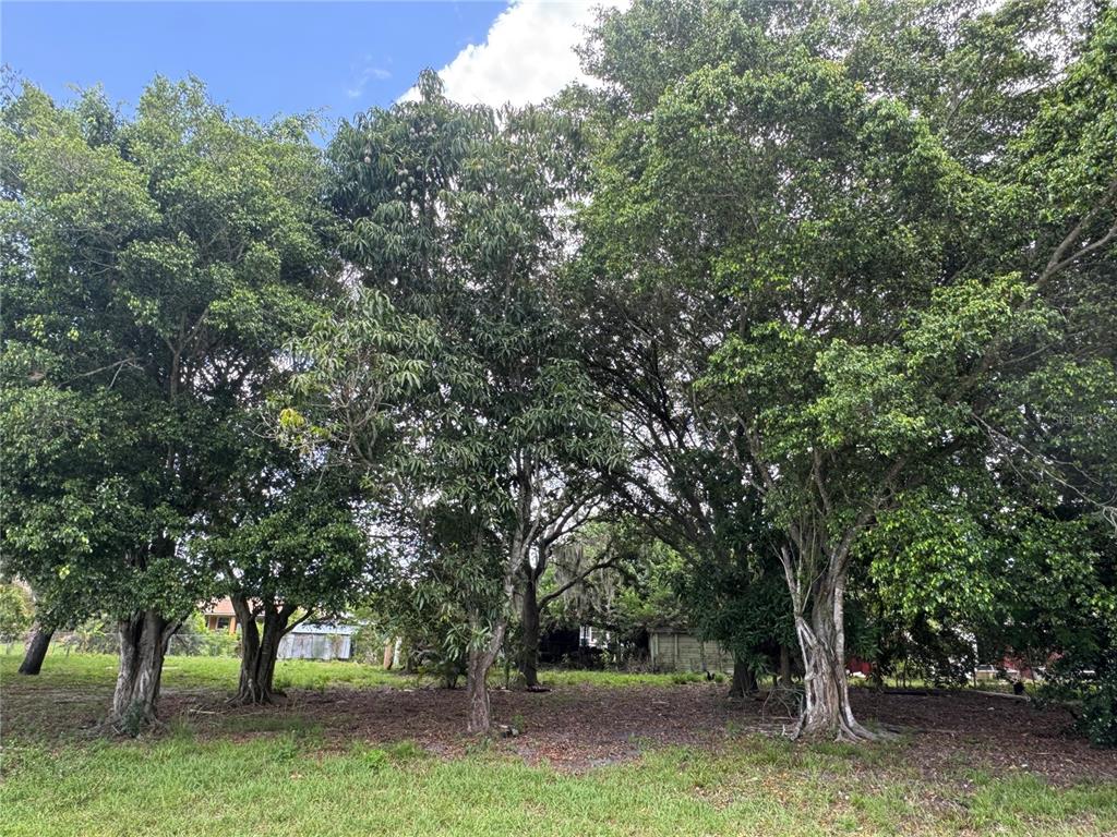 A grassy lot features several large, mature trees with dense green foliage — WASHINGTON AVENUE, IMMOKALEE, FL