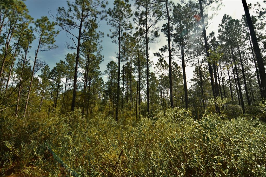 A dense forest of tall pine trees with low-lying green shrubs in the foreground — NW 179TH STREET, STARKE, FL