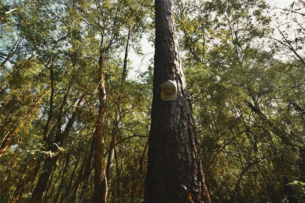 A baseball cap is attached to the trunk of a large tree in a forest — NW 179TH STREET, STARKE, FL
