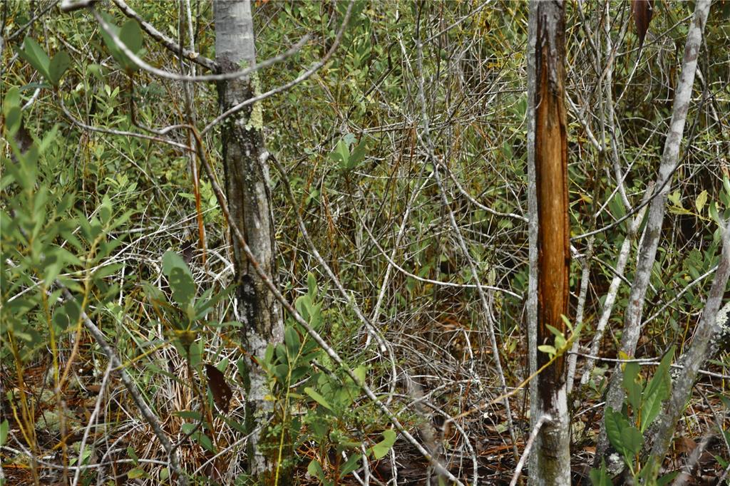 A view of two thin trees with scraped bark standing in a dense, wooded area — NW 179TH STREET, STARKE, FL