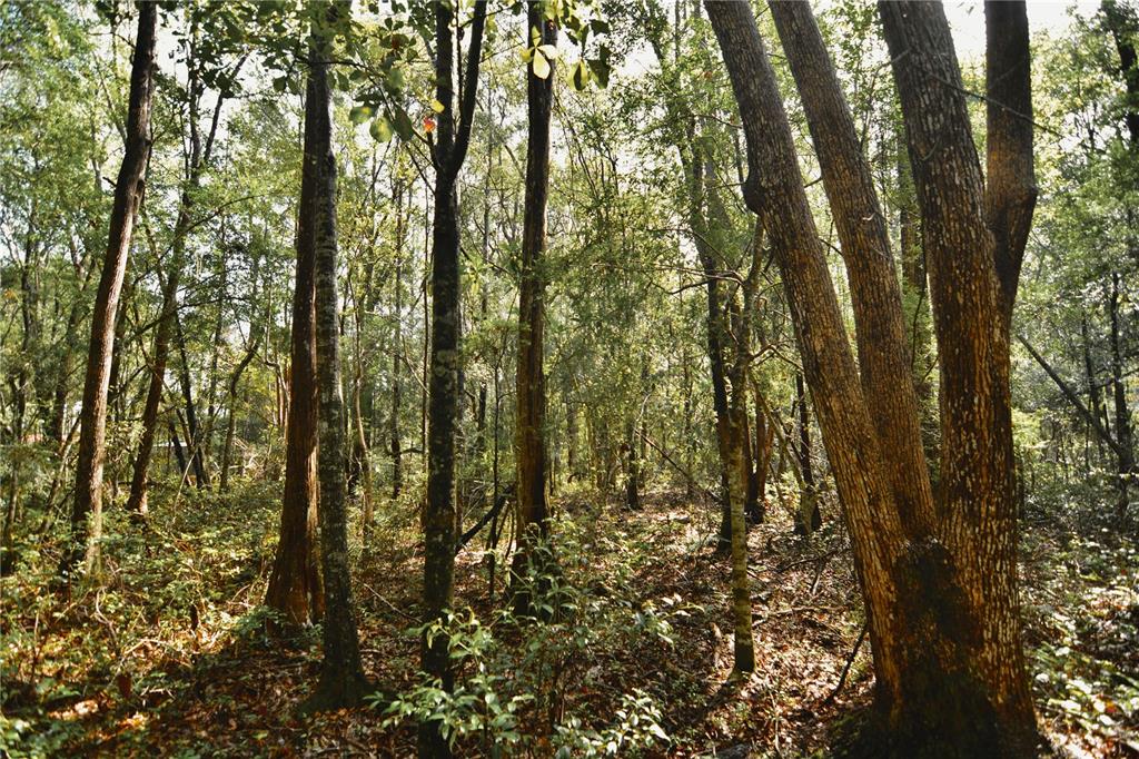 A dense forest with tall trees and a ground covered in fallen leaves and brush — NW 179TH STREET, STARKE, FL