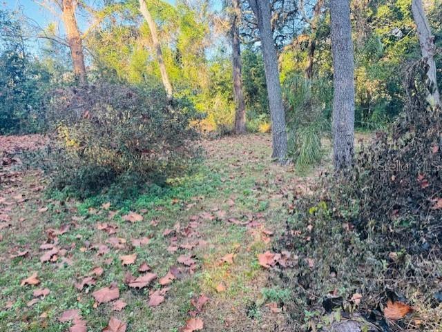 A wooded area with fallen leaves covers the ground between several tall trees — 4547 CR 692, WEBSTER, FL
