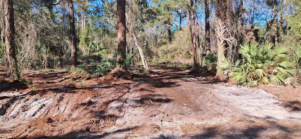 A dirt path with heavy machinery tracks leads into a wooded area with palm trees — 120 GARDENIA AVENUE, GEORGETOWN, FL