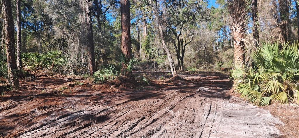 A cleared, muddy lot with tire tracks sits in front of a wooded area — 120 GARDENIA AVENUE, GEORGETOWN, FL