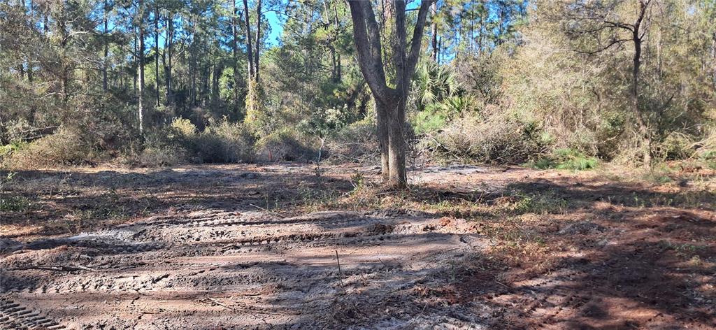 A wire fence runs along a wooded area filled with palmetto bushes and pine trees — 120 GARDENIA AVENUE, GEORGETOWN, FL
