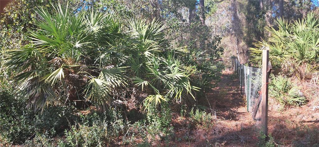 A sandy dirt path leads through a dense forest of tall pine trees — 120 GARDENIA AVENUE, GEORGETOWN, FL