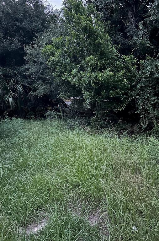 A grassy, overgrown yard sits in front of a dense cluster of trees and shrubs — SE 135 LANE, UMATILLA, FL