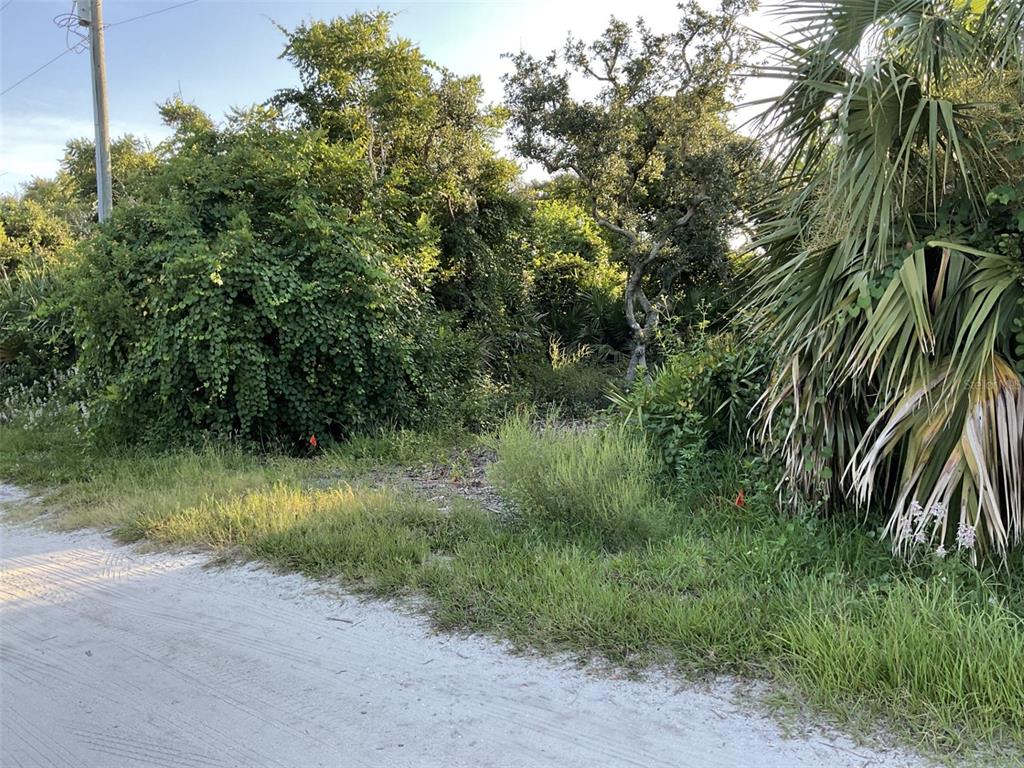 A dirt road borders a densely wooded, undeveloped lot with a large palm tree — 5 DOGWOOD TERRACE, PALM COAST, FL