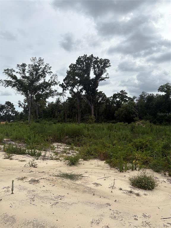 A sandy, undeveloped lot features sparse vegetation and a line of tall trees in the background — 7200 E HIGHWAY 25, BELLEVIEW, FL