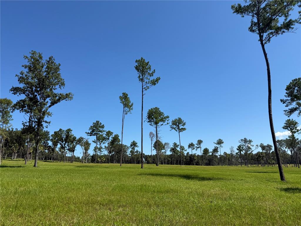 A grassy field features scattered pine trees under a clear blue sky — DO #6 (24ac) NW 193RD ST, MICANOPY, FL
