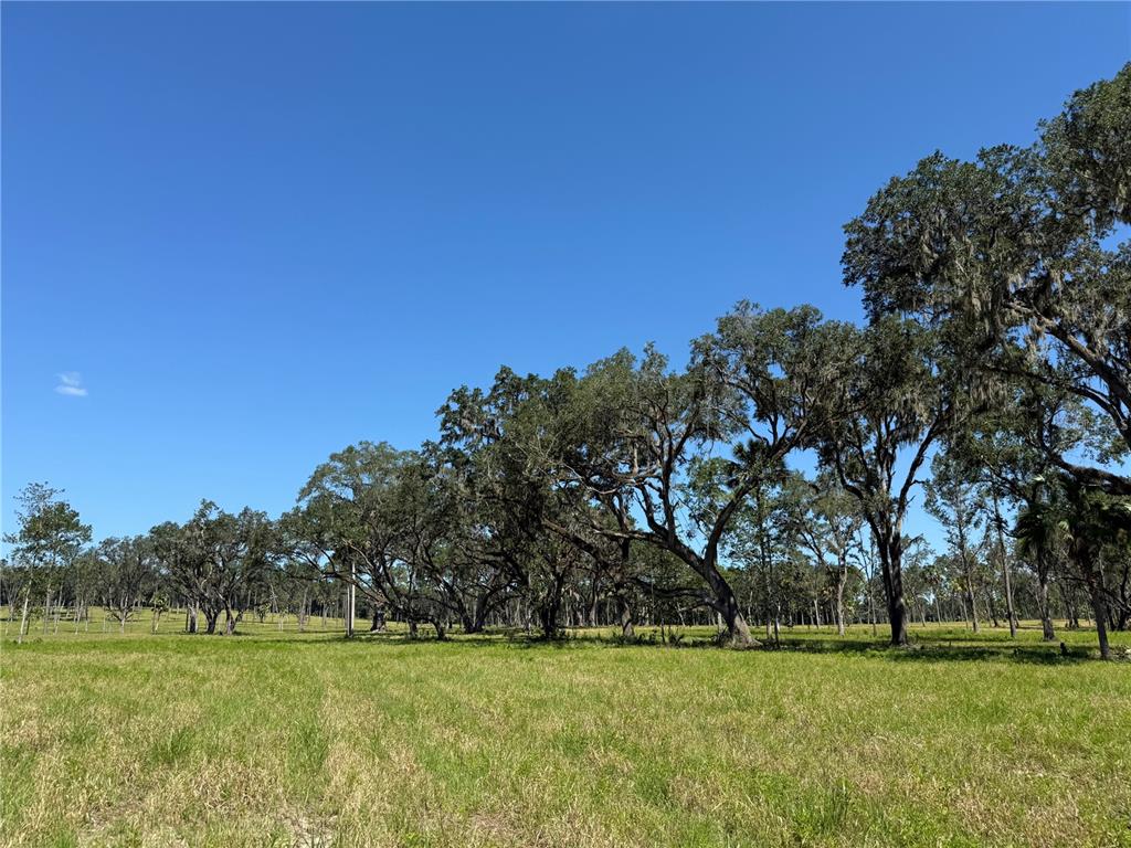 A grassy field with scattered mature oak trees under a clear blue sky — DO #6 (24ac) NW 193RD ST, MICANOPY, FL