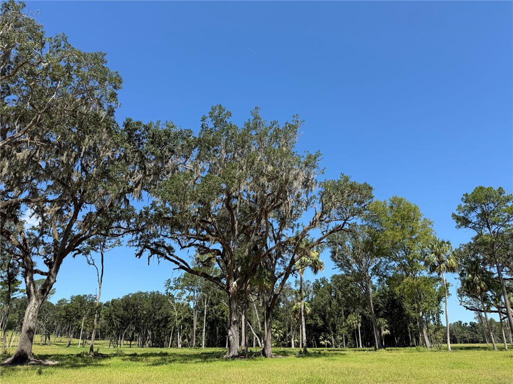 A grassy field features several large, moss-draped oak trees under a clear blue sky — DO #6 (24ac) NW 193RD ST, MICANOPY, FL