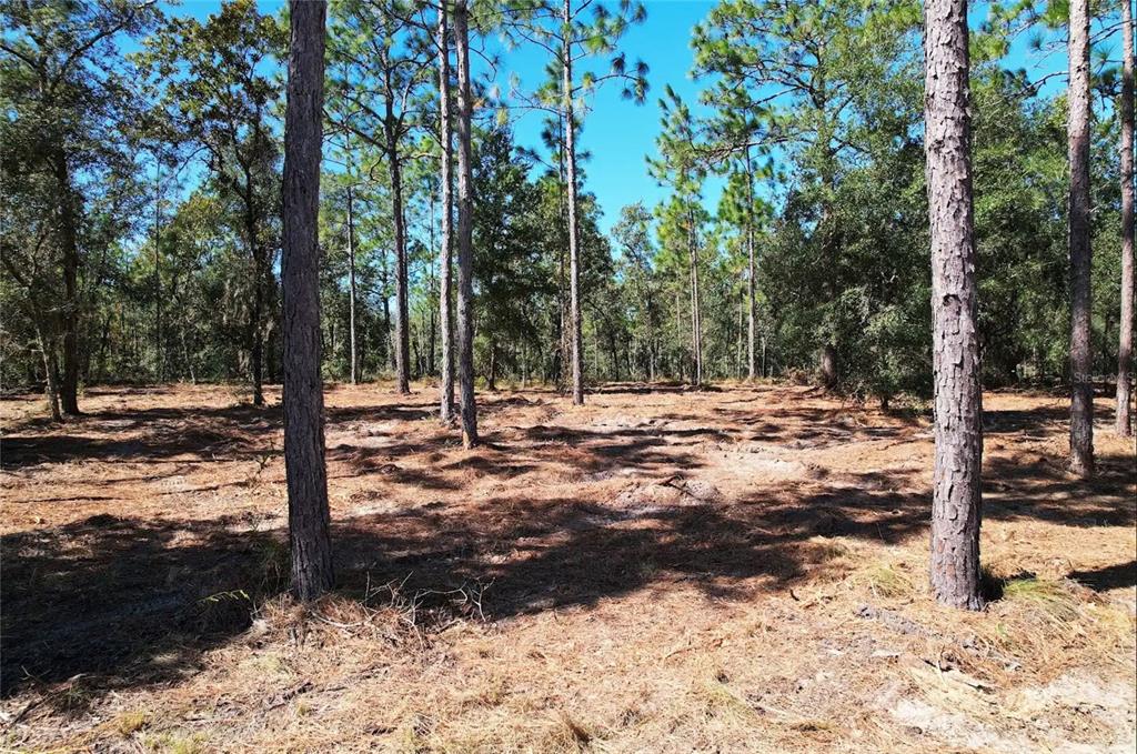 NE 16TH PLACE, WILLISTON, FL — photo 3 of 14