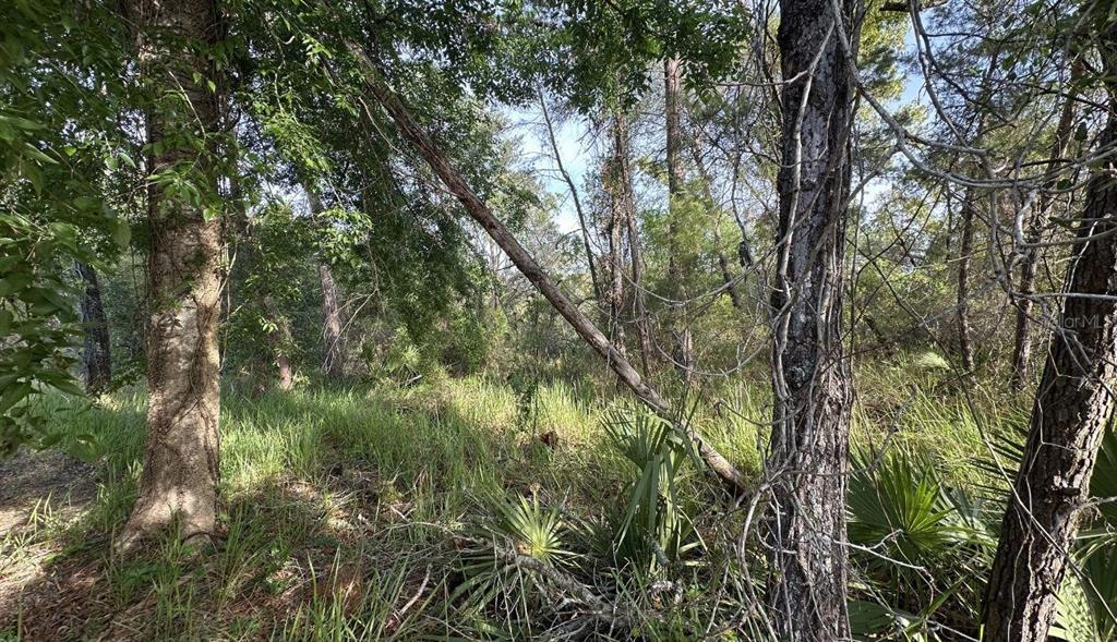 A view of a wooded lot with tall trees, dense brush, and palmetto plants — 0 OLIVE CIRCLE, OCALA, FL