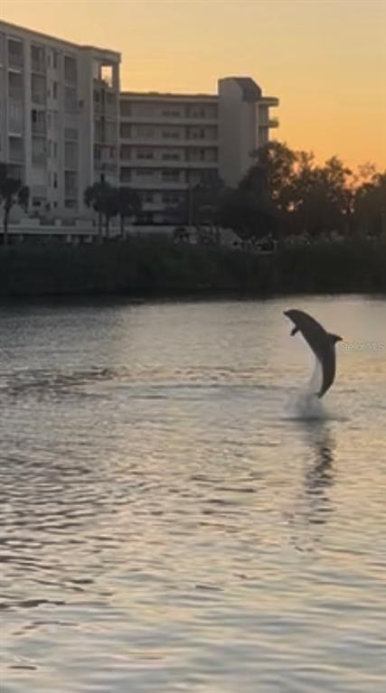 A dolphin leaps out of the water in front of a multi-story apartment building at sunset — 7930 SUN ISLAND DRIVE S UNIT 104, SOUTH PASADENA, FL