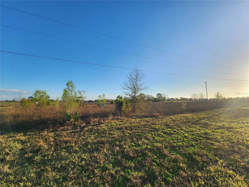 A wide, grassy field with scattered trees and shrubs under a clear blue sky — 11790 NE 30TH STREET, BRONSON, FL