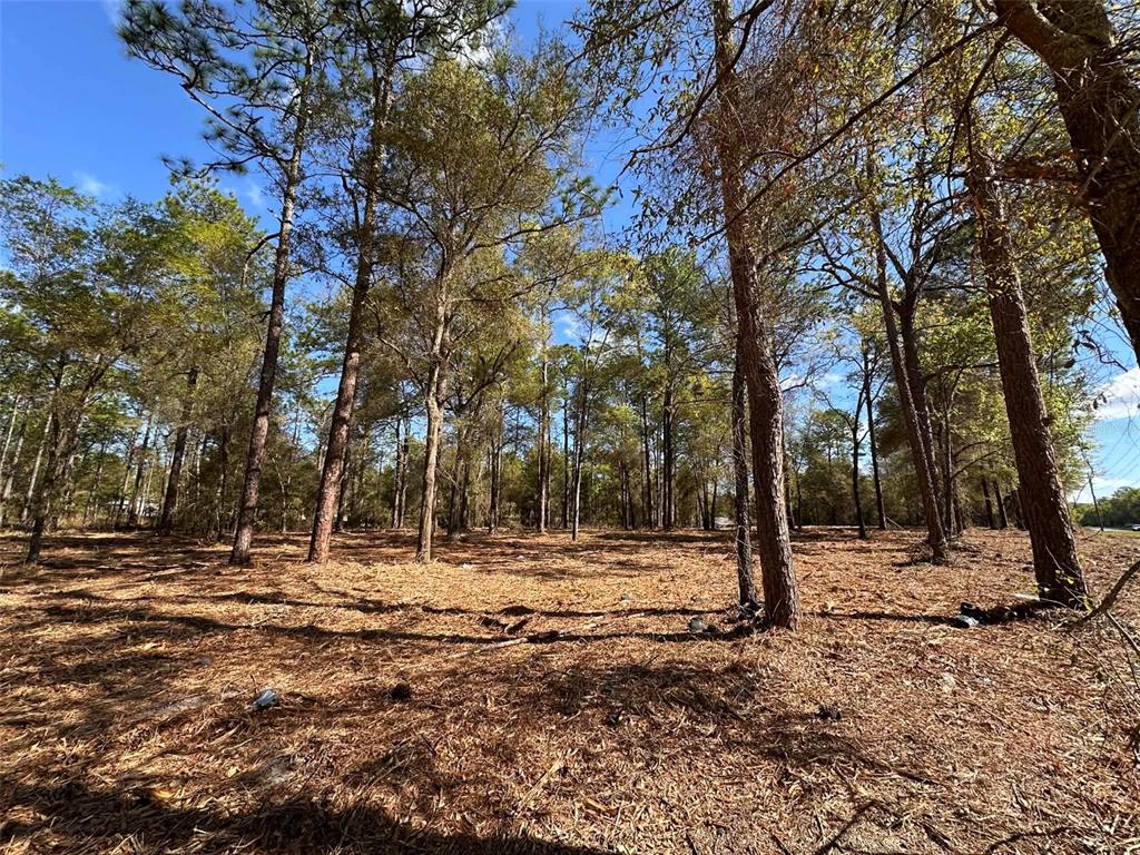 A wooded lot with tall pine trees and a ground covered in pine needles — 0 W HWY 40, OCALA, FL