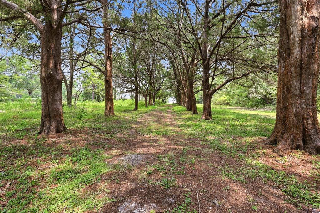 A dirt path leads through a wooded area with tall trees and grassy ground — 95289 NASSAU RIVER ROAD, FERNANDINA BEACH, FL