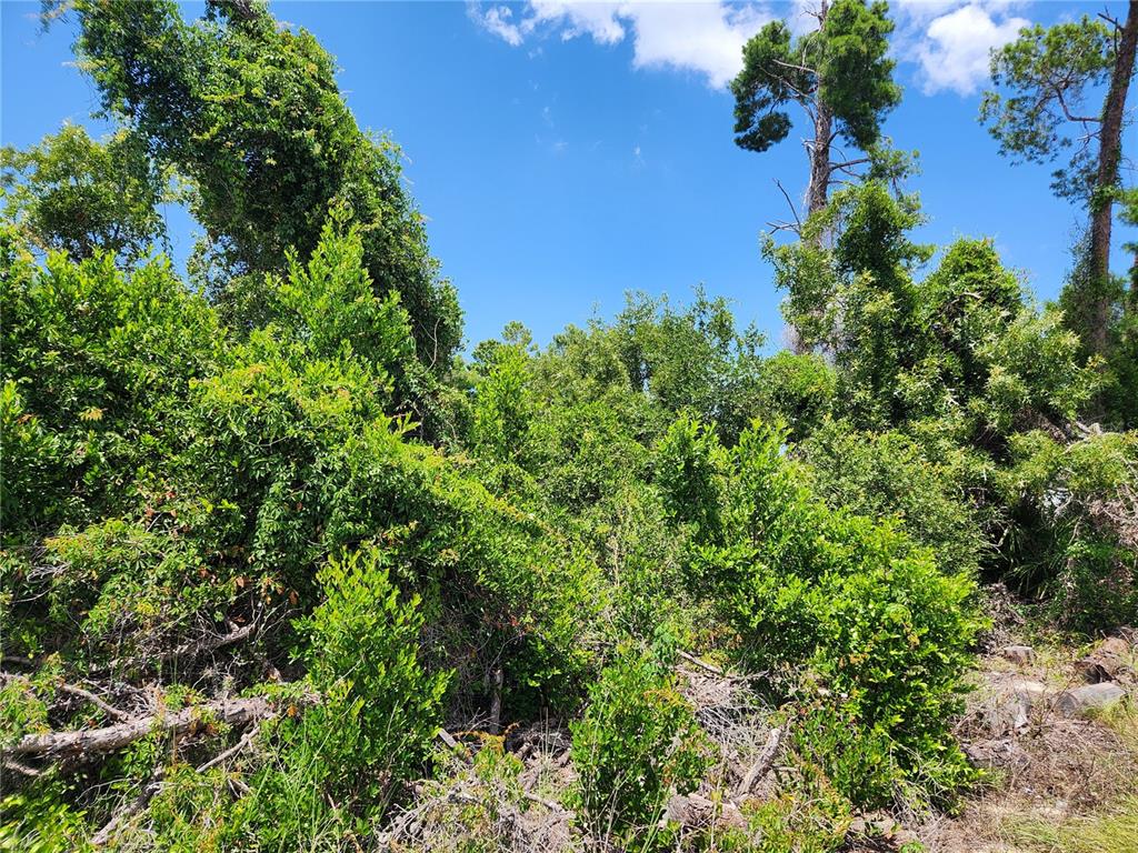 A vacant, tree-covered lot sits between two residential houses under a blue sky — 6241 MARINER BOULEVARD Lot 31, SPRING HILL, FL