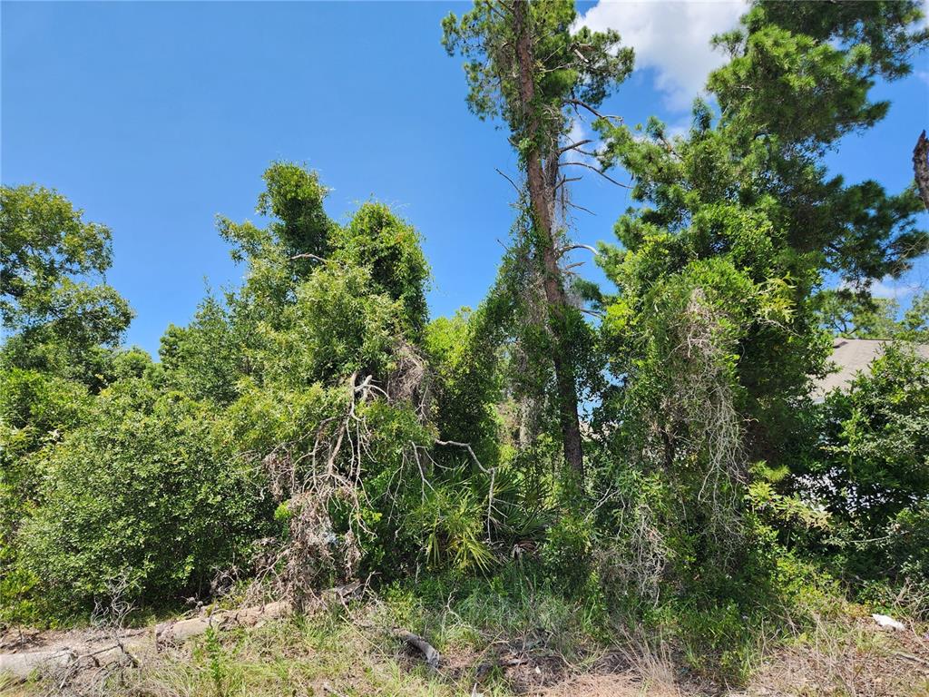 A dense, wooded lot with tall pine trees and thick undergrowth under a blue sky — 6241 MARINER BOULEVARD Lot 31, SPRING HILL, FL