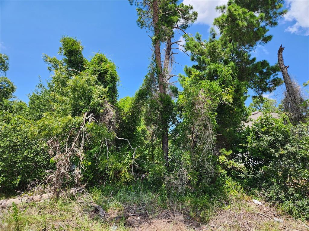 A dense, wooded lot with tall pine trees and thick undergrowth under a blue sky — 6241 MARINER BOULEVARD Lot 31, SPRING HILL, FL