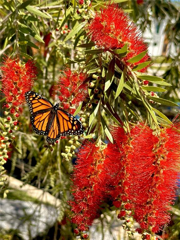 1718 NEVADA AVENUE NE, ST PETERSBURG, FL — photo 5 of 37