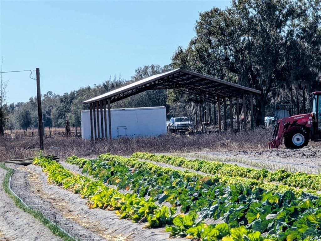 A field of leafy green crops sits in front of a large metal-roofed open shed — 46683 PEEPLES LANE, WAUCHULA, FL