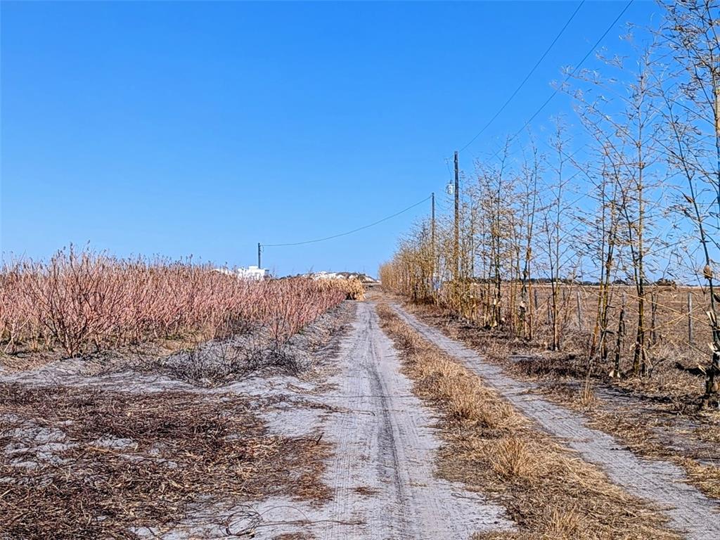 A dirt path runs between a field of dormant shrubs and a row of trees — 46683 PEEPLES LANE, WAUCHULA, FL