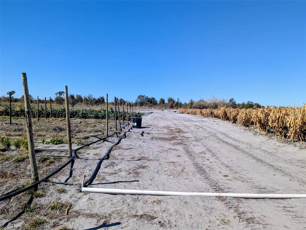 A dirt path runs between a wooden fence line and a field of dried crops — 46683 PEEPLES LANE, WAUCHULA, FL