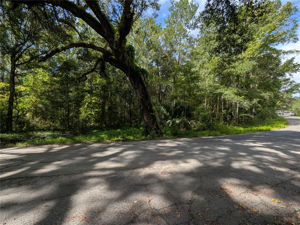 A paved road runs alongside a wooded lot with a large, leaning tree — 0 WILDWOOD DRIVE, BROOKSVILLE, FL
