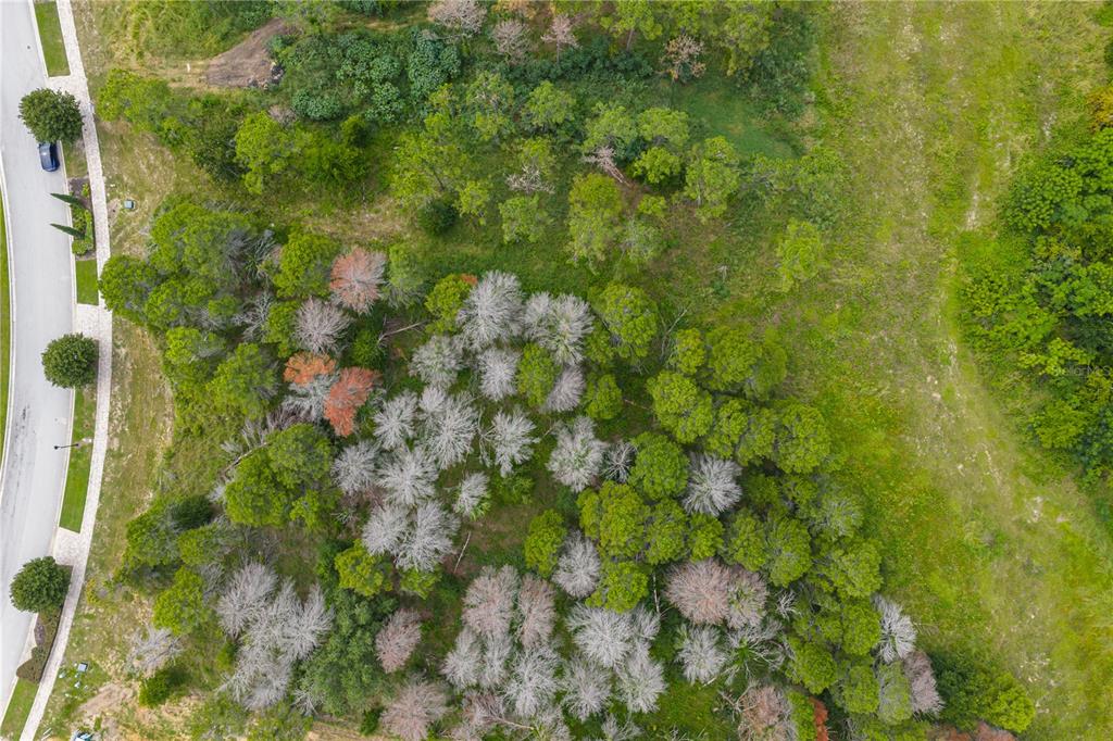 An aerial view shows a wooded lot adjacent to a paved residential street — 16409 PENDIO DRIVE, MONTVERDE, FL