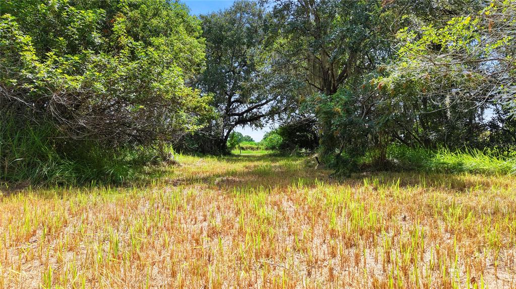 A grassy, mowed field leads toward a dense line of mature trees and foliage — 3120 CHEROKEE ROAD, ST CLOUD, FL