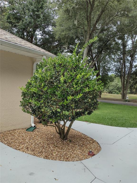 A small, rounded shrub grows in a gravel landscape bed next to a house exterior — 592 DOWLING CIRCLE, LADY LAKE, FL