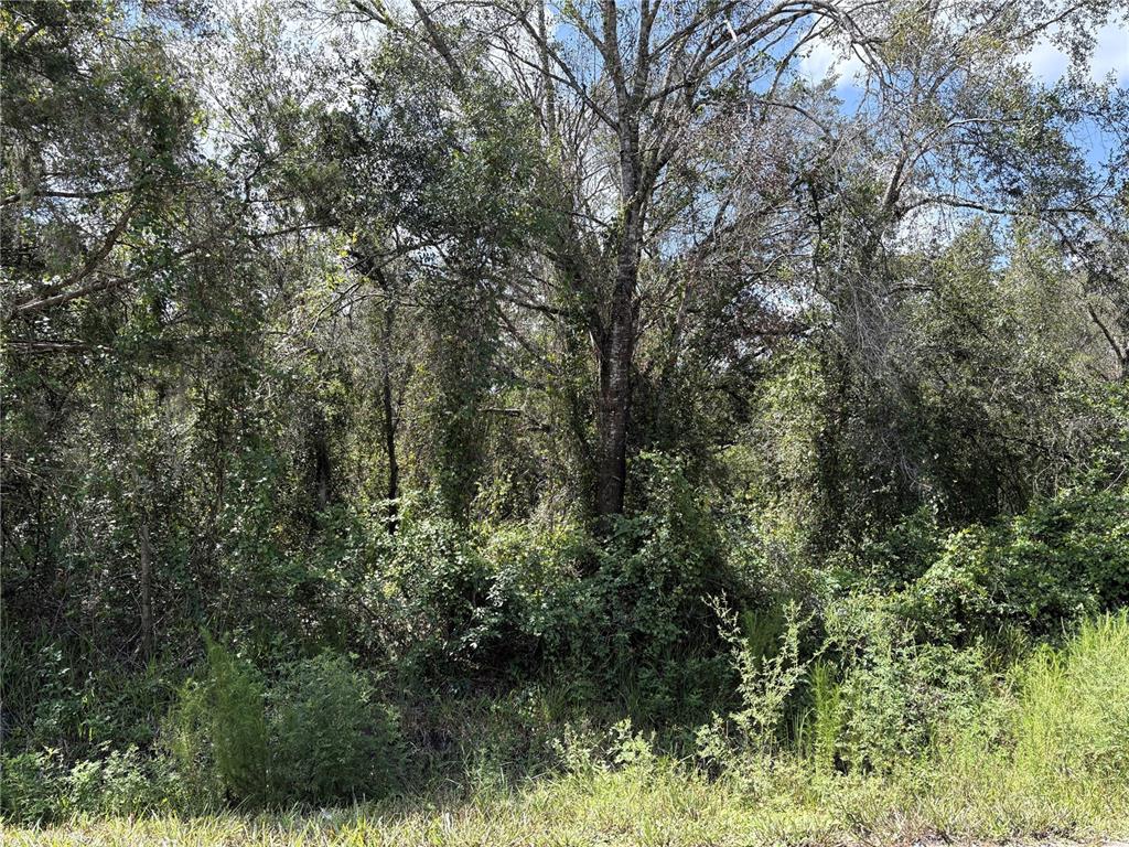 A dense, wooded lot with mature trees and thick undergrowth under a blue sky — 6423 NE THOMAS DRIVE, ARCADIA, FL