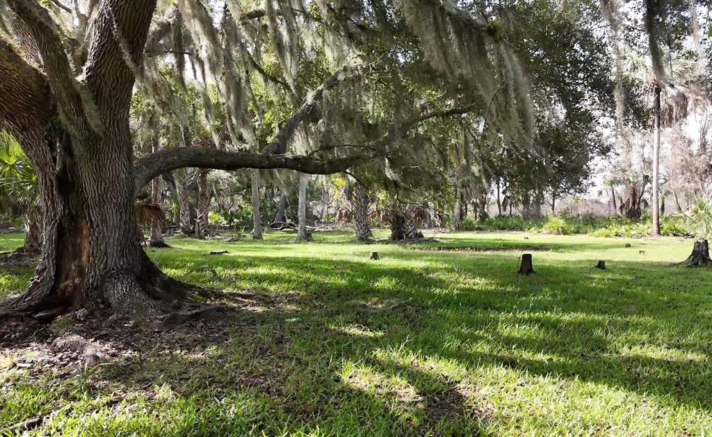A large oak tree with Spanish moss stands in a grassy, sunlit wooded clearing — SW AURIN GRADE UNIT A, ARCADIA, FL