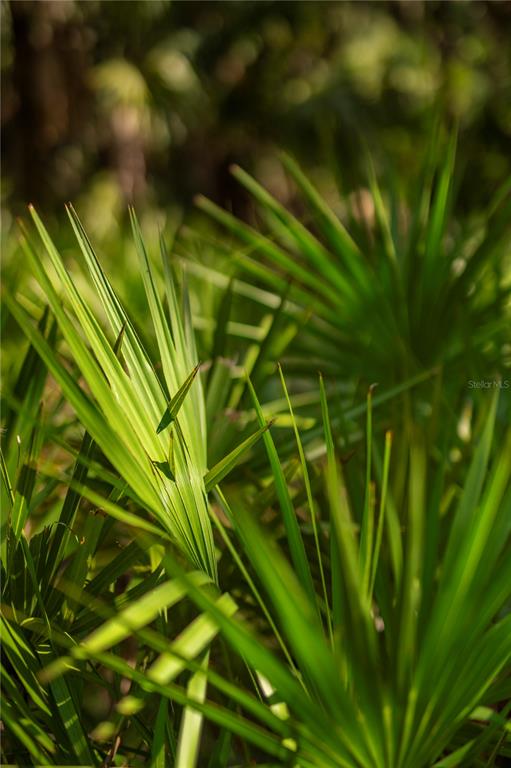 A close-up view of bright green saw palmetto fronds in a natural outdoor setting — SW AURIN GRADE UNIT A, ARCADIA, FL