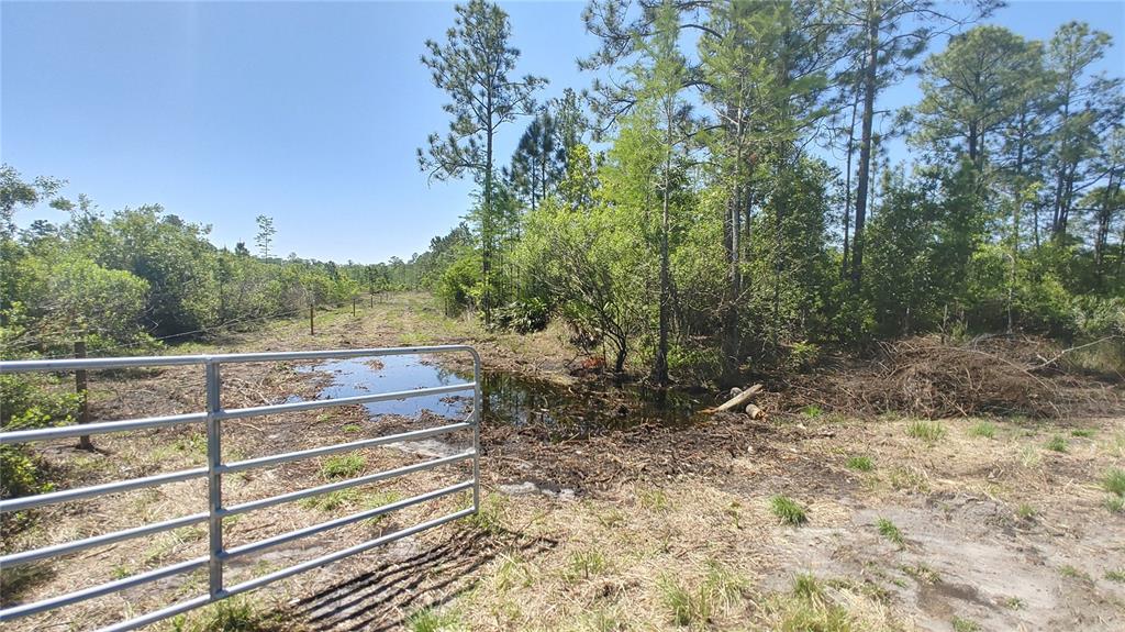 A cleared, dirt-covered lot is surrounded by pine trees and native Florida vegetation — 1001 OMEGA RANCH ROAD UNIT 16, NEW SMYRNA BEACH, FL