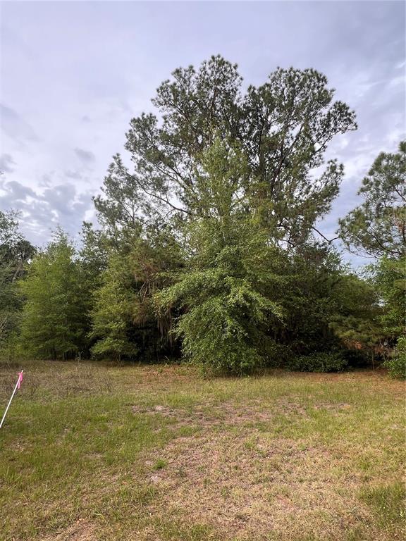A grassy lot features a dense cluster of tall pine and deciduous trees — AVENUE G, MC INTOSH, FL